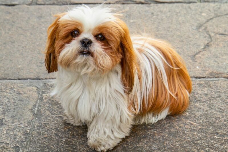 Mini Names That Are Cute & Simple: Perfect for Babies & Pets